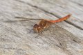 Dragonflies and Damselflies: Common Darter - male (Sympetrum striolatum)